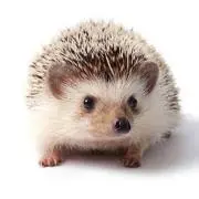 やすりん