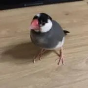 マリリン⭐︎の画像