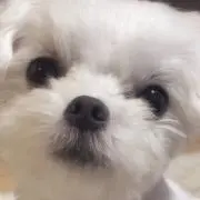 Mona