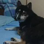 花恋