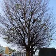 えみこの画像