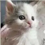 ☘️かえでの画像