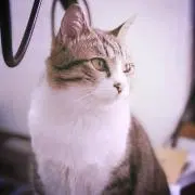 independent0317の画像