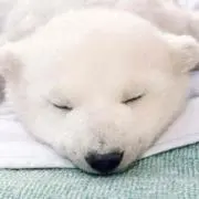 あんこの画像