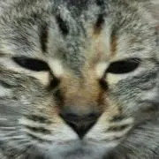 みちばち