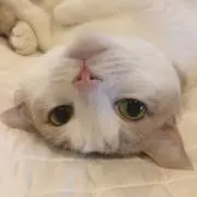 凸の画像