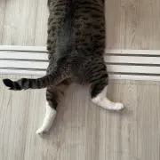 Chiの画像