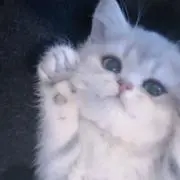 くるみの画像