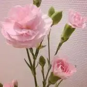nonoの画像