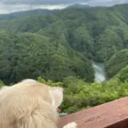 ココ吉の画像