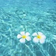 プーのママ フォロー割りあり！