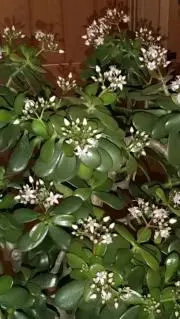 華かごの画像