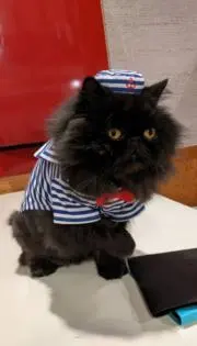 こじたもの画像