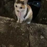 カルピスソーダの画像