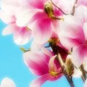 くるみの画像