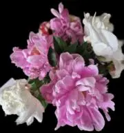 pink　プロフィール必読の画像