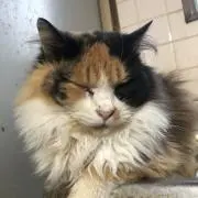 タマの画像