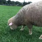 わかめの画像