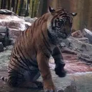 とらとら