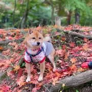 しゃり