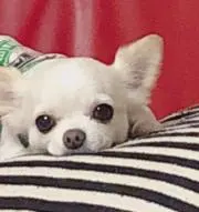こっちゃんの画像