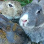 ちひろ3才