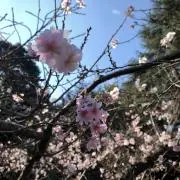 ゆりりんの画像