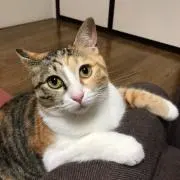 もがっち