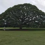 ミンタンの画像