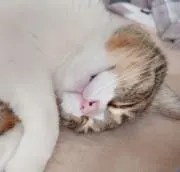 ぷてぃの画像