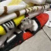 maiの画像