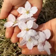 chirorinの画像
