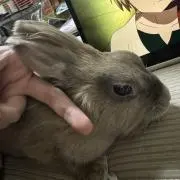 萌兎