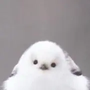 ぶぅこの画像