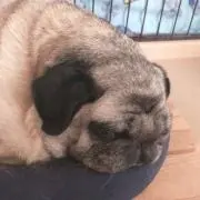 あーちゃんの画像