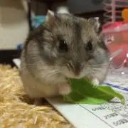 きなこ