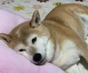 りんこの画像