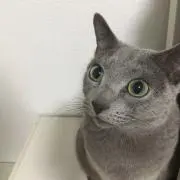 つきこの画像