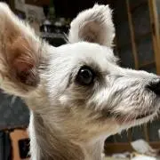 ときちの画像