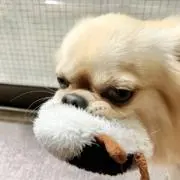 もこもこ