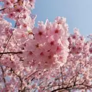桜の画像