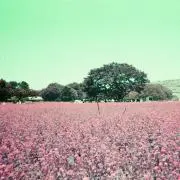 あか