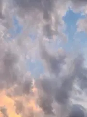 ぴぴの画像