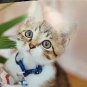 みらつこみらみらの画像