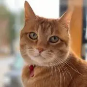 シャロメンの画像