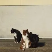 なーの画像