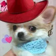 Cowboy