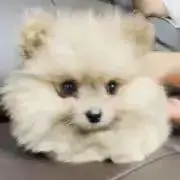 ᴗ  ᴗ ♡の画像