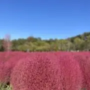 まりおの画像