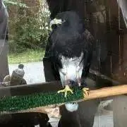だ！の画像